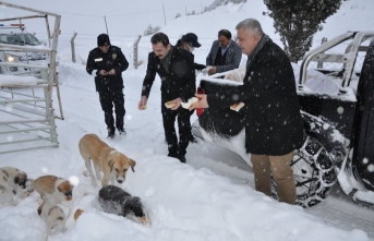 Ermenek Belediyesi Sokak Hayvanlarını Unutmadı