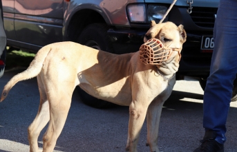 Yasaklı Köpek Irkları İçin Son Güne Girildi