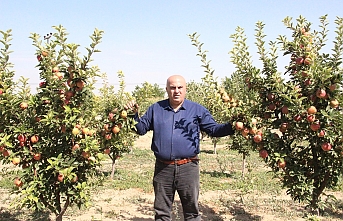 Karaman’da 209 Bin Dekarlık Alanda Elma Üretimi...