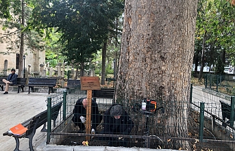 Karaman’da 348 Yaşındaki Çınar Ağacı ‘Anıt...