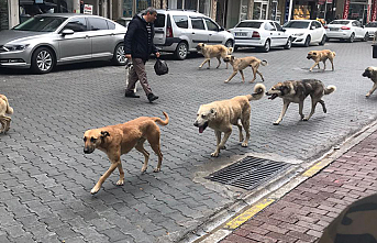 Sokaklarda Köpekler Sürü Halinde Dolaşıyor Vatandaşlar...