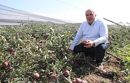 Karaman’da Şiddetli Yağış Binlerce Elma Ağacını Kökünden Kırdı
